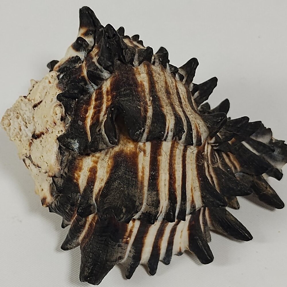 Hexaplex Radix Murex Gemlin Natural Real Genuine Seashell Sea Shell 3+"